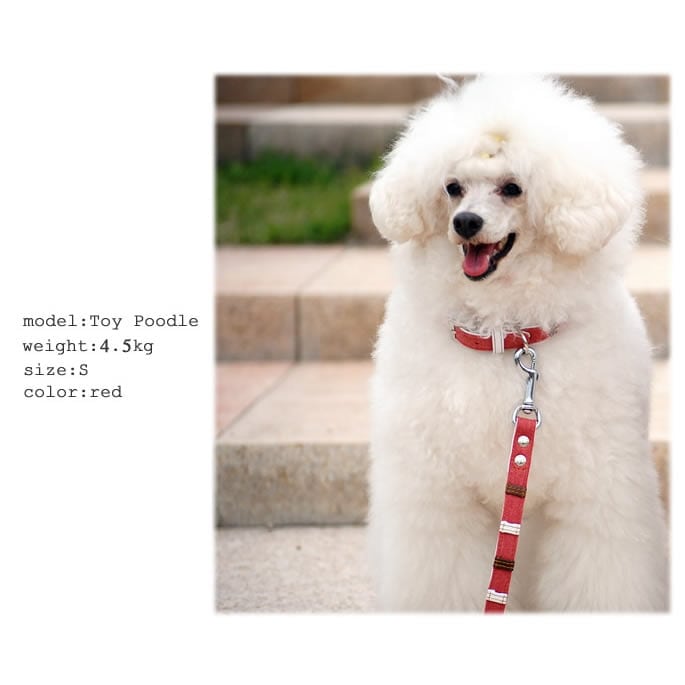 �������ѥ꡼�ɡ�ASHU���ǥ˥�쥶���롼�ס�[�꡼��]����������S