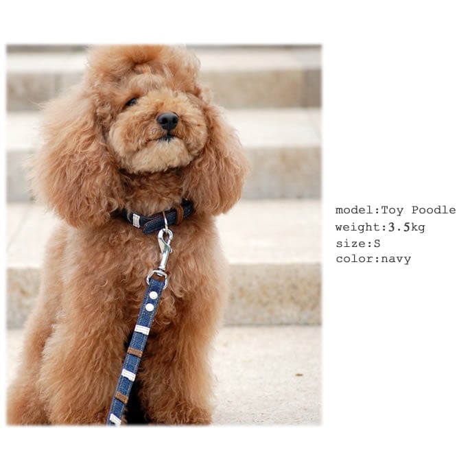 �������ѥ꡼�ɡ�ASHU���ǥ˥�쥶���롼�ס�[�꡼��]����������S