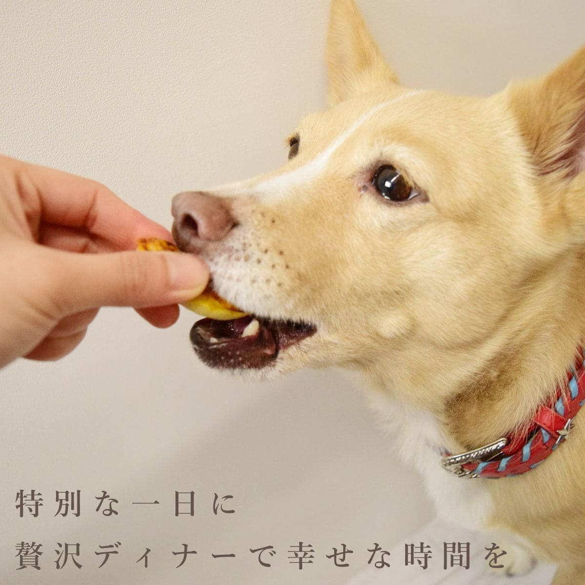 �����ѡ��ϥåԡ��С����ǡ� �������ǥ��ʡ��ȥ������ĥ��å� ��������δż򥭥���åȥ��������ܤ���ڤΥ��åơ����������¤���������ȥ��åץ�Υ��饿�󡦥��������ե졦���å�����ȡ��ե�å���������ڥϥ���ɥ��࿩Ʋ�ۡڢ���̾�������Բġۡ������ء�