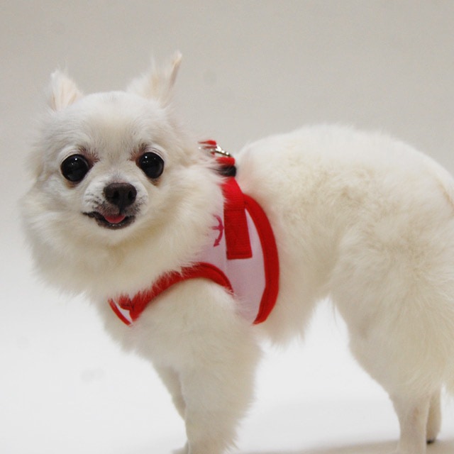 ASHU󥰥ϡͥ꡼ɥå SS(Ķ)