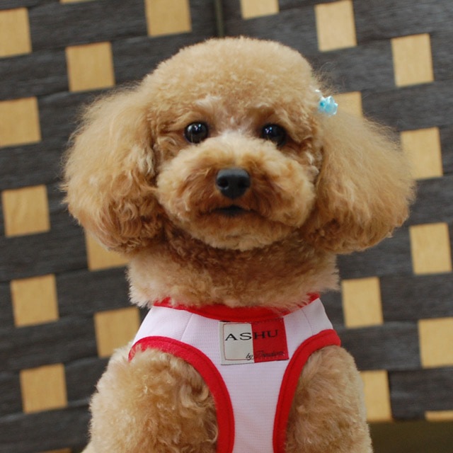 ASHU󥰥ϡͥ꡼ɥå M()