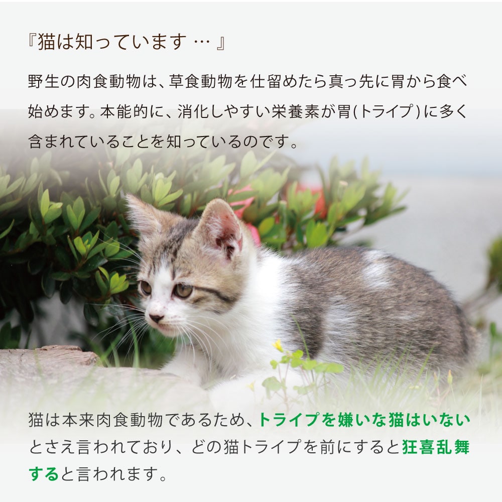 ǭ�ѡ��˥塼�ȥ饤�ץɥ饤 ���å��󥹡���������������with���꡼��ȥ饤�ס�200g/1.8kg/6kg ����åȥա��ɡ�NUTRIPE ������饤�ե��ơ�������ǯ���б�������ܿ�