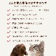 ������ǭ�� ��С����ѥƤȥ��������ʤ󤳤ĶṾ�����åȡڥϥ���ɥ��࿩Ʋ�ۡ������ء�