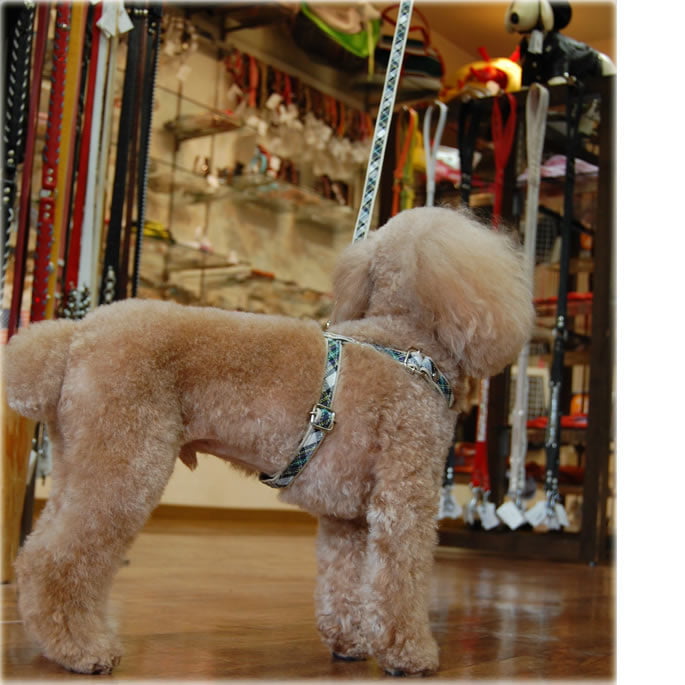 �������ѥ꡼�ɡ�ASHU���ȥ�åɡ��꡼�ɡ�S������