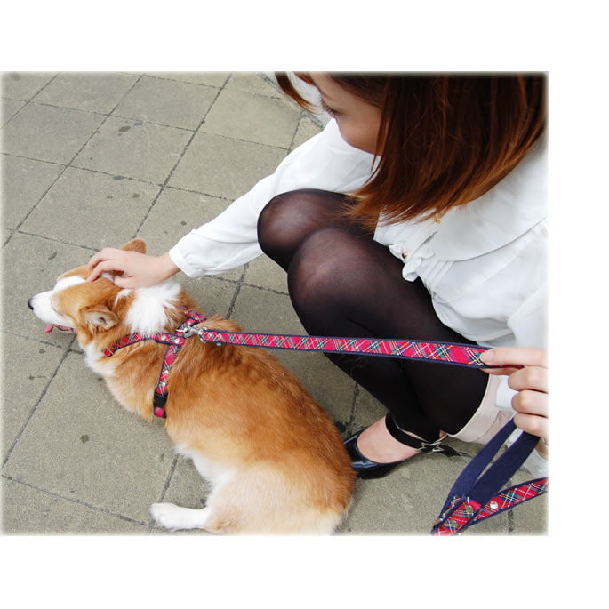 �淿���ѥ꡼�ɡ�ASHU���ȥ�åɡ��꡼�ɡ�M������