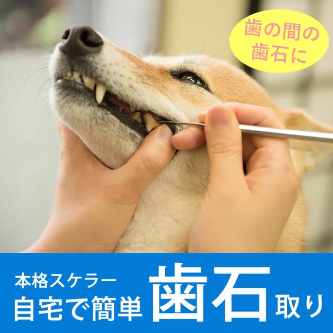 ǭѻмꥹ顼/ڥ/a02692ưʪѰŵ¤ġ26ŭ101