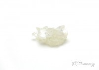 ���ݥե��饤�Ȥθ��У���