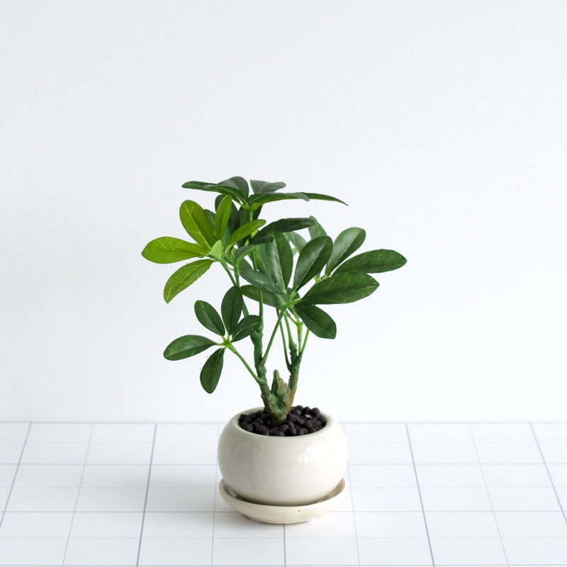 インテリアグリーン カポック F293-PU645/51Lの通販｜東京インテリア