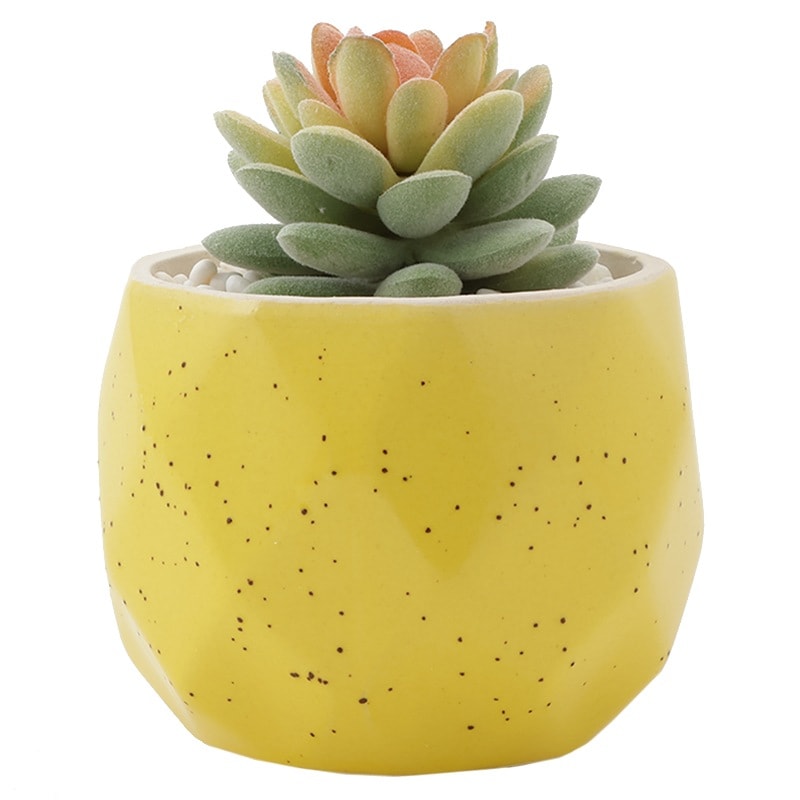 ご確認用多肉ハムシー