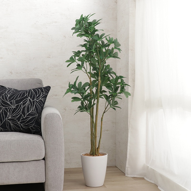 次回入荷未定】インテリアグリーン IF シェフレラの通販｜東京