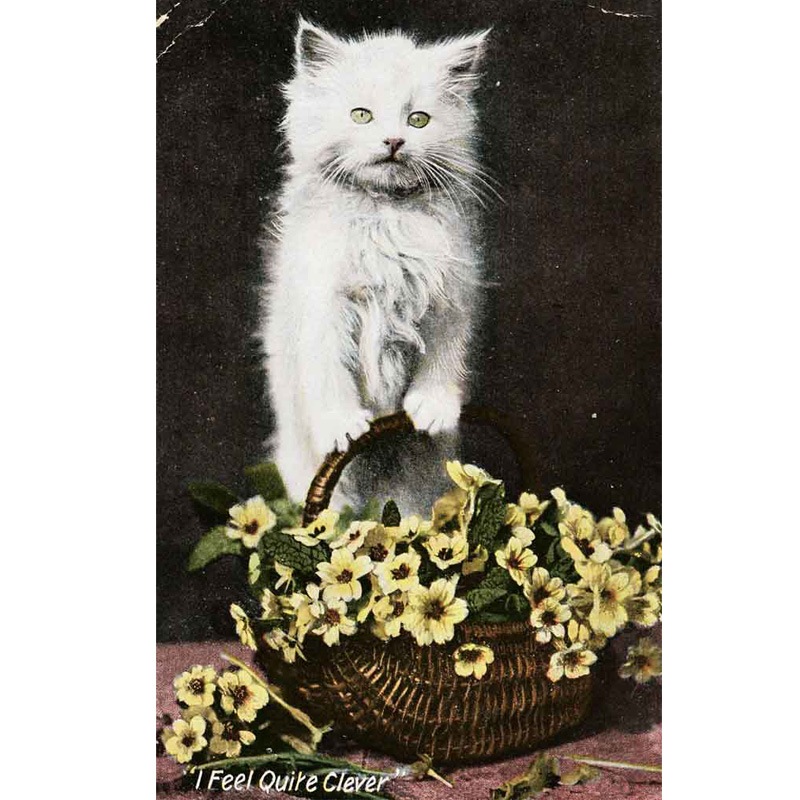 猫と花かごのポストカード　1918年消印　I Fell Quite Clever