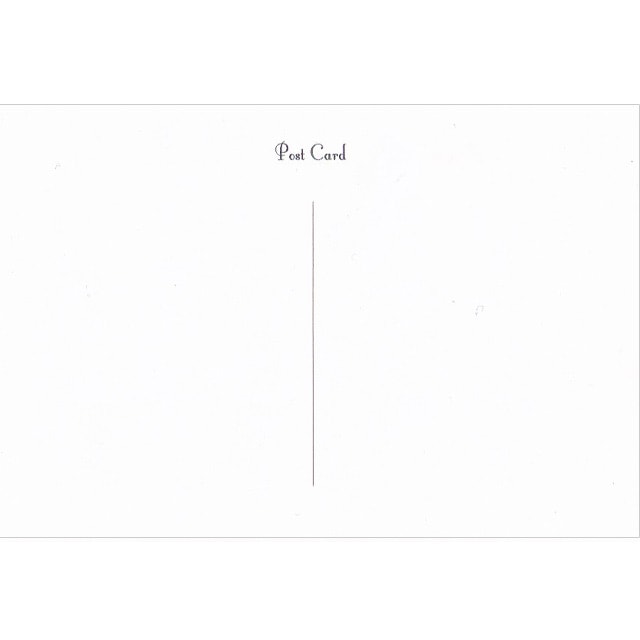 ヘレナ・マグワイア Helena Maguire 鏡を見せる猫のポストカードTIM & SAILOR オリジナル