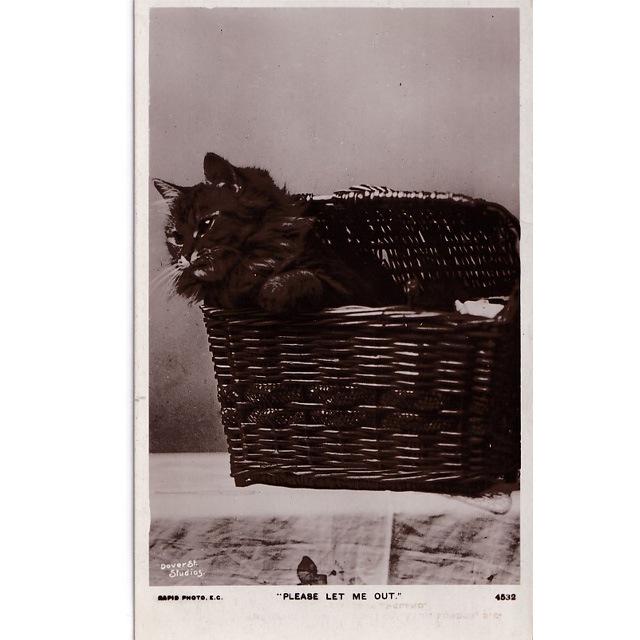 猫のアンティークポストカード かごに入った子猫の写真　1900初期 RAPID Photo