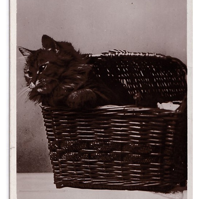 猫のアンティークポストカード かごに入った子猫の写真　1900初期 RAPID Photo