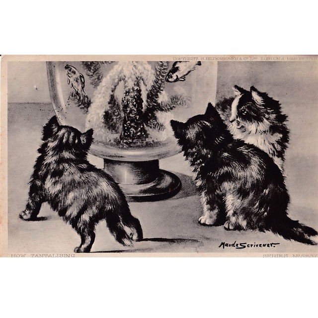 猫と水槽のアンティークポストカード　Maude Scrivener 1904年消印