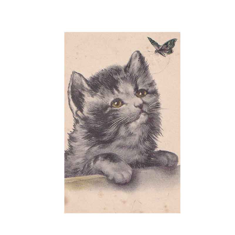子猫と蝶々のアンティークポストカード 1904年消印