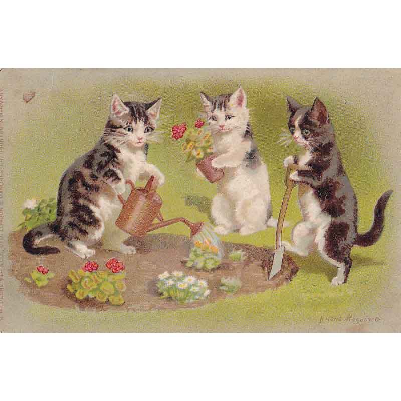 お花を植える3匹の子猫のイラストのポストカード Helena Maguire ヘレナ・マグワイア 1904年