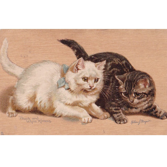 白猫とキジトラ猫のイラストのポストカード Helena Maguire ヘレナ・マグワイア1904年消印