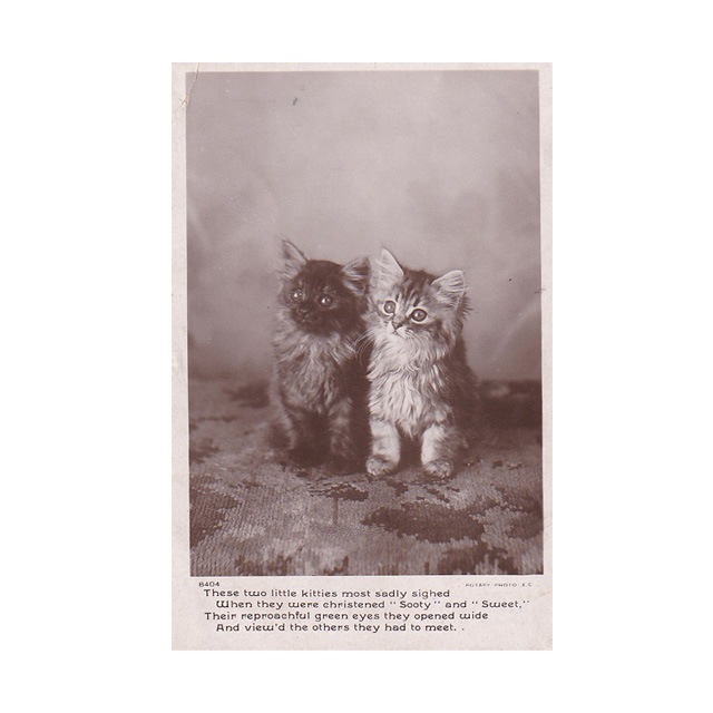 2匹の猫ちゃんの写真のアンティークポストカード Rotary Photo 1905年消印