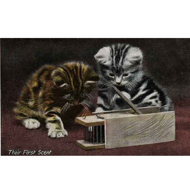 未使用 猫のアンティークポストカード　ネズミを覗く2匹の子猫　1900年代初期