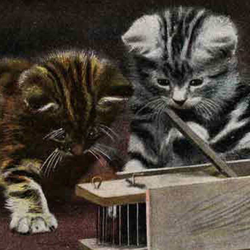 未使用 猫のアンティークポストカード　ネズミを覗く2匹の子猫　1900年代初期