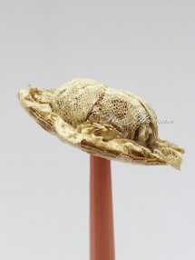 �ɡ�����HAT �� �ϥå�26