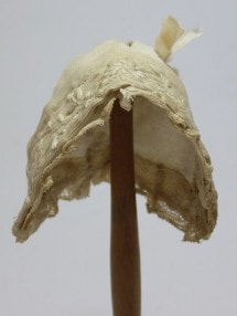 ̾13,700 òʡۡ6,600ǹ / Ƭޤ16cmɡѥƥܥͥåȡ95