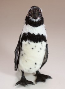 Piyo Bear / フンボルトペンギン|アーティストベア|テディベア