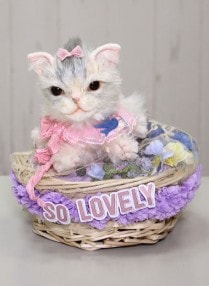 RALLY��LU  / ����ȥ�å�