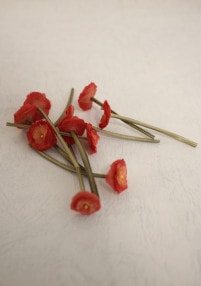 ���륯�۲�K-No-8