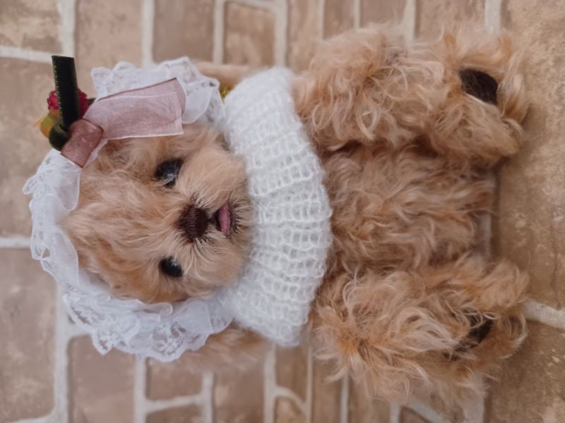 ra.bear / �ڥȥ��ס��ɥ��