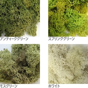 ジオラマモス 6種