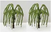 樹木 ワイヤー しだれ柳 5cm