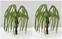 樹木 ワイヤー しだれ柳 5cm