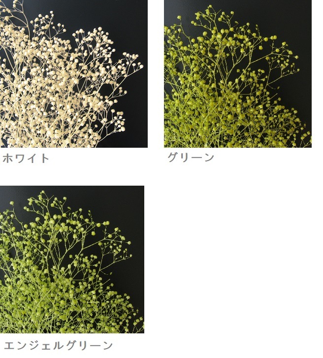 かすみ草 小束 【ホワイト・グリーン・エンジェルグリーン】 高さ約30ｃｍ