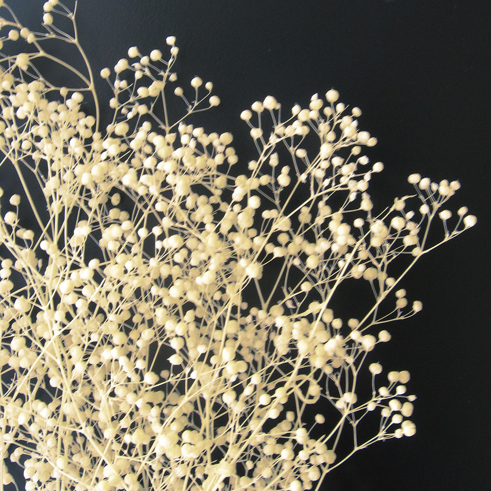 かすみ草 大束 【ホワイト・グリーン・エンジェルグリーン】 高さ約30ｃｍ