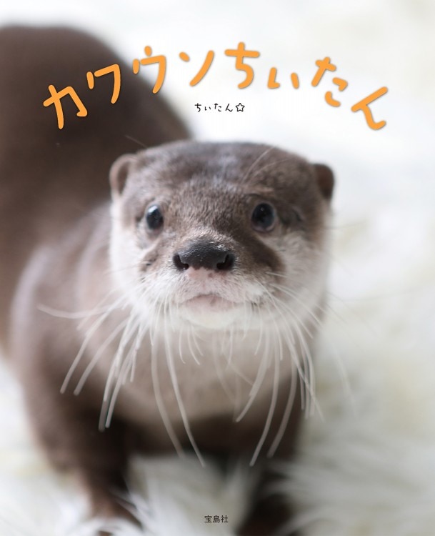かわうそ　5枚 カワウソちぃたん | 商品カテゴリ一覧,宝島社公式商品 | | 宝島チャンネル