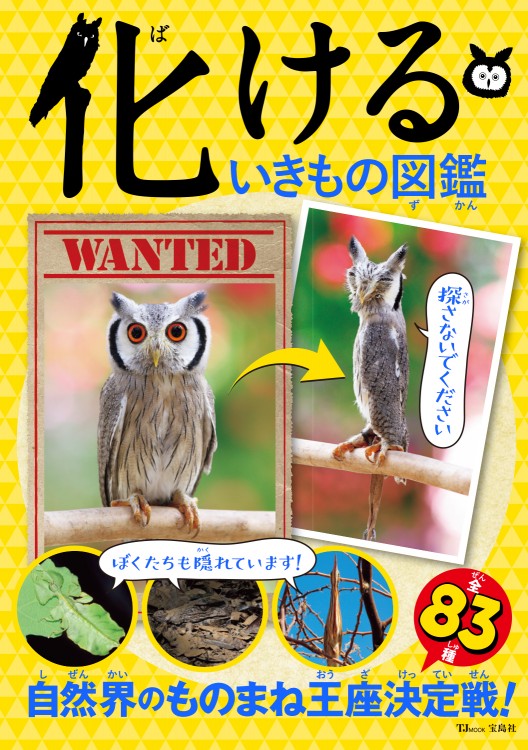 【レア・初版】形なきものの形を求めて ｼﾞｭﾆｱ着物 z084 JAPANSTYLE(着物のみ） ｵﾚﾝｼﾞ地 椿 | 着物