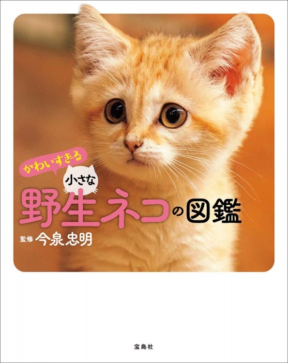 かわいすぎる小さな野生ネコの図鑑 商品カテゴリ一覧 宝島社公式商品 宝島チャンネル