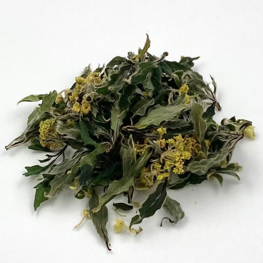 日本の香木、清々しい春の香り・・・【2022 クロモジ茶 春摘み花茶】