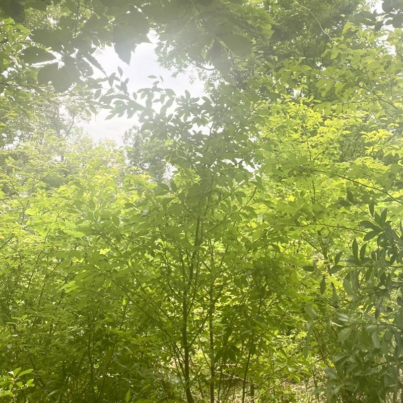 【クロモジ茶 2025夏摘み】 心の緊張をほぐすような、美しい香り