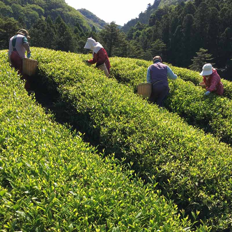 【つしま べにふうき】　どこか懐かしく深い、癒しの香り…