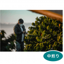 �֥饸�롡�£ӣã� ǧ�� Taste of Harvest  �֥��ƥ����������ȡ����100g ���������