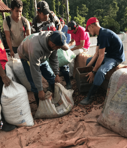 �˥��饰���֥��롦���ĥ�����ס�JAVA����Ʀ100g