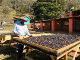 �֥饸�롡�£ӣã�ǧ�� Taste of Harvest �֥ե���������ѥå���������Ʀ1000g