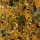 �֥饸�롡�£ӣã� ǧ�� Taste of Harvest  �֥��ƥ����������ȡ����100g ���������