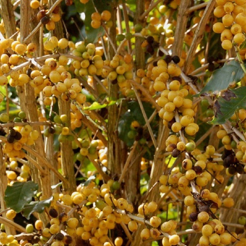 �֥饸�롡�£ӣã�ǧ�� Taste of Harvest �֥��ƥ����������ȡ����200g (�������