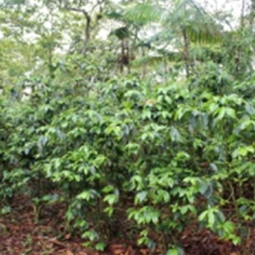 ƥޥ顡ϥˡҡ֥Х϶襵󡦥ꥹȥХ200g  ()