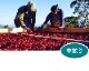 �ۥ󥸥�饹�֥ե���󥷥���200g  (������)