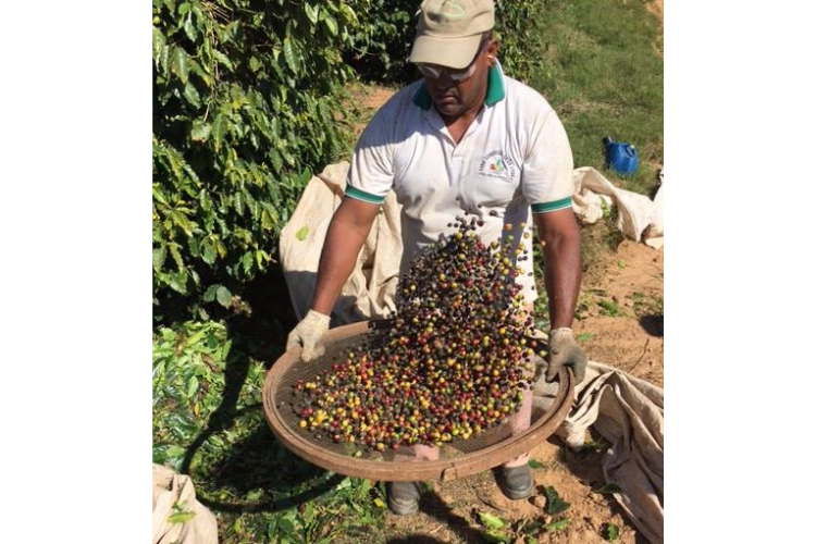 ֥饸֥ƥ쥰졡ʥӥå With ȡ200g  ()